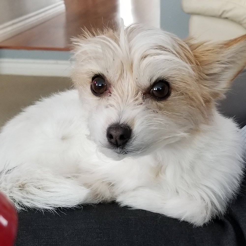 Ermineskin Veterinary Clinic - My puppy Coral - Veterinarians Near Me - Edmonton, Alberta Ermineskin Veterinary Clinic - My puppy Coral - Veterinarians Near Me - Edmonton, Alberta