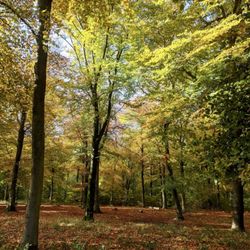 Queen Elizabeth Country Park
