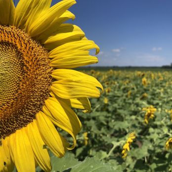 Columbia Bottom Conservation Area - Sunflower fields are blooming Mid July - Skate Parks Near Me - Saint Louis, Missouri Columbia Bottom Conservation Area - Sunflower fields are blooming Mid July - Skate Parks Near Me - Saint Louis, Missouri