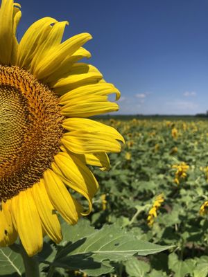 Columbia Bottom Conservation Area by null