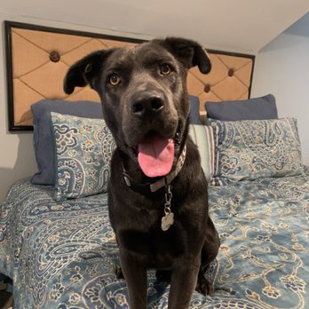 bark busters training pillow