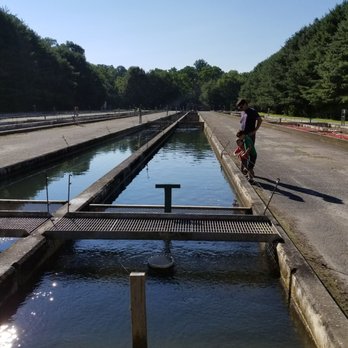 Buford Trout Hatchery - 4 long ponds with several sections - Fishing Near Me - Cumming, Georgia Buford Trout Hatchery - 4 long ponds with several sections - Fishing Near Me - Cumming, Georgia