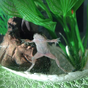 Hairy Pop-ins Pet Sitting - Pet Sitting Near Me Hairy Pop-ins Pet Sitting - Pet Sitting Near Me