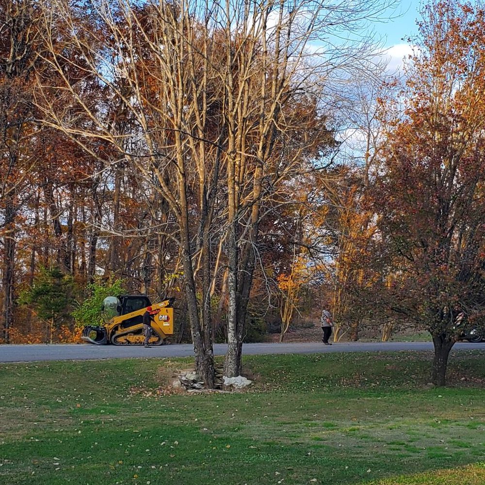 M & M Tree Service - These trees were dead and a hazard to anyone on the road. - Tree Services Near Me - Cookeville, Tennessee