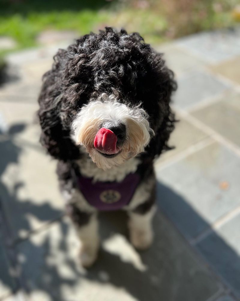 Pup Scouts Dog Care