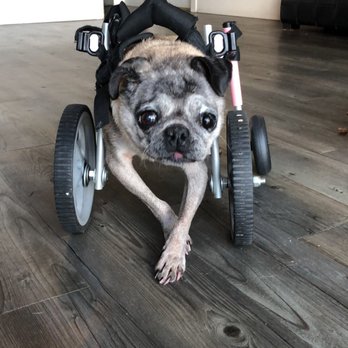 Jet Pet Resort YVR - Pet Sitting Near Me - Richmond, British Columbia