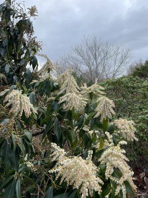Royal Botanic Garden Edinburgh by null