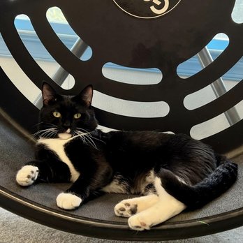 Winchester Area SPCA - Animal Shelters Near Me - Winchester, Virginia
