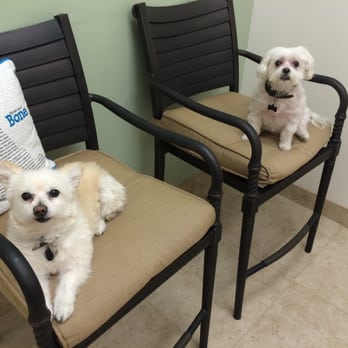 Memorial Veterinary Clinic - Fanny and Roxy having their biannual. - Veterinarians Near Me - Houston, Texas