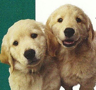 Plaza Pooches - pet boarding facility in Kansas City, MO