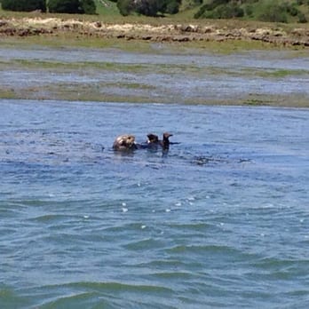 Whisper Charters - Frolicking otters - Boat Charters Near Me - Moss Landing, California