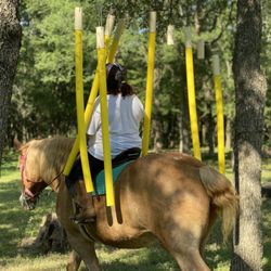 Healing With Horses Ranch