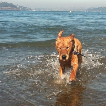 DogEvolve - do you want your dog to COME every time you call? - Pet Training Near Me