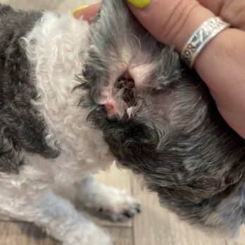 Canine Image - Cut ears so short that they cut through cartilage - Pet Groomers Near Me - San Diego, California Canine Image - Cut ears so short that they cut through cartilage - Pet Groomers Near Me - San Diego, California