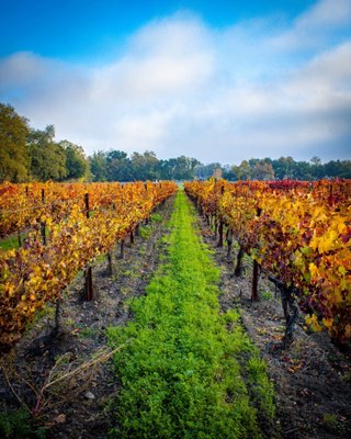 Benessere Vineyards by null