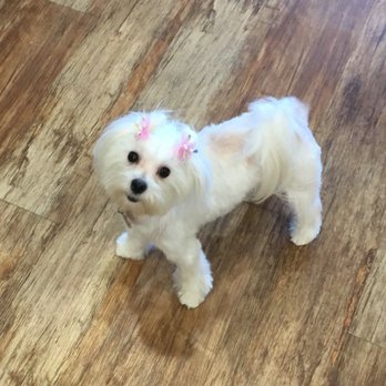 Camp Bow Wow - My Nevaeh all pretty! - Pet Boarding Near Me - New Orleans, Louisiana Camp Bow Wow - My Nevaeh all pretty! - Pet Boarding Near Me - New Orleans, Louisiana