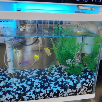 Nova's Grill - Fish Tank - Fast Food Near Me - Covina, California Nova's Grill - Fish Tank - Fast Food Near Me - Covina, California