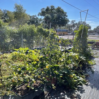 Earthbox - Tomatoes and Eggplant and Peppers, Oh, My! - Nurseries & Gardening Near Me - Ellenton, Florida