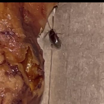 Imo's Pizza - Roaches in Pizza Box - Pizza Near Me - Saint Ann, Missouri Imo's Pizza - Roaches in Pizza Box - Pizza Near Me - Saint Ann, Missouri