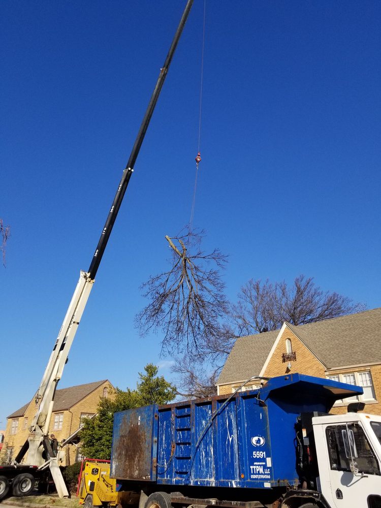 TIP TOP TREE SERVICE Updated September 2024 20 Photos Norman