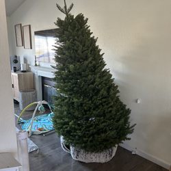 Lamb's Christmas Trees