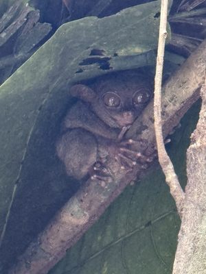 Philippine Tarsier Sanctuary by null