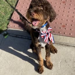 My handsome Marley after his first puppy cut My handsome Marley after his first puppy cut