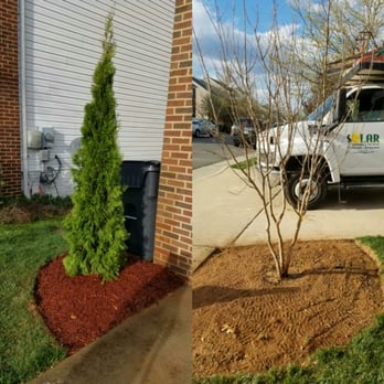 Solar Landscaping & Tree Service - Planting a Crepe Myrtle and an Aborvitae - Landscaping Near Me - Bristow, Virginia Solar Landscaping & Tree Service - Planting a Crepe Myrtle and an Aborvitae - Landscaping Near Me - Bristow, Virginia