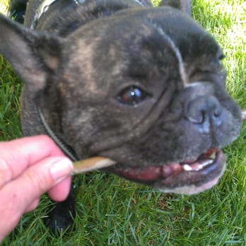 Doggone Happy - "ok, I'll share" - Dog Walkers Near Me Doggone Happy - "ok, I'll share" - Dog Walkers Near Me