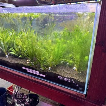 Total Fish & Pets - Total Pets freshwater plants - Pet Stores Near Me - Alhambra, California