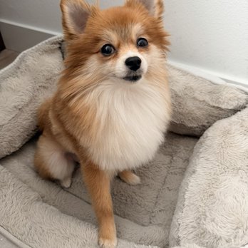 Go Go Spa - The day after - Pet Groomers Near Me - Rosemead, California