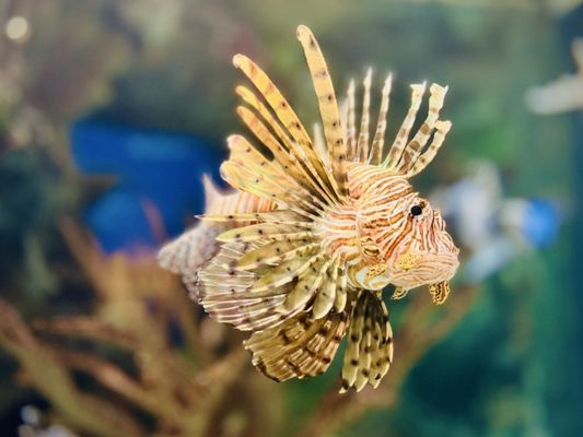 Shark Reef Aquarium at Mandalay Bay by null