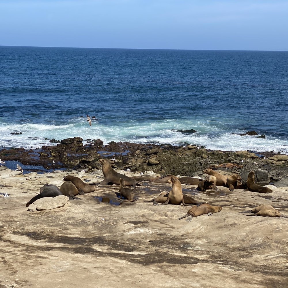 Ellen Browning Scripps Park - Parks Near Me - La Jolla, California Ellen Browning Scripps Park - Parks Near Me - La Jolla, California