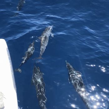 Sail Maui - Lahaina - Dolphin pod - Boating Near Me - Lahaina, Hawaii Sail Maui - Lahaina - Dolphin pod - Boating Near Me - Lahaina, Hawaii