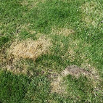 P&L Tree Service - Divots left in my yard - Tree Services Near Me P&L Tree Service - Divots left in my yard - Tree Services Near Me