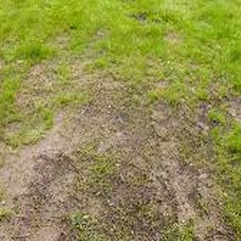 Weed Man - a patch of grass in the middle of a field - Pest Control Near Me - Haddonfield, New Jersey Weed Man - a patch of grass in the middle of a field - Pest Control Near Me - Haddonfield, New Jersey