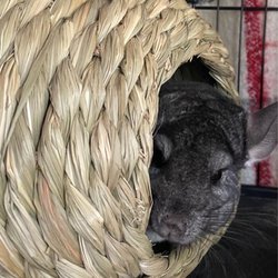 TriKee Tack - Severus approved! He loves his new hideout house from TriKee Tack!