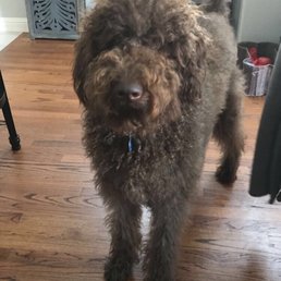 Our labradoodle "Curry" at 11 months before his haircut