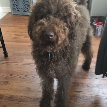Love A Labradoodle - Our labradoodle "Curry" at 11 months before his haircut - Pet Training Near Me