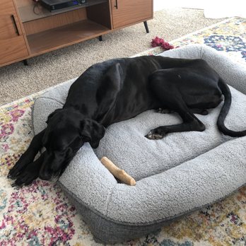 Ryan Furlet - Pet Training Near Me - San Clemente, California Ryan Furlet - Pet Training Near Me - San Clemente, California