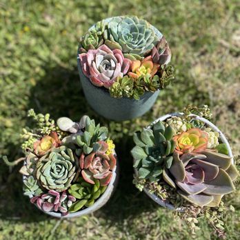 Heavenly Vintage Nursery - Succulent arrangements - Nurseries & Gardening Near Me - Long Beach, California Heavenly Vintage Nursery - Succulent arrangements - Nurseries & Gardening Near Me - Long Beach, California