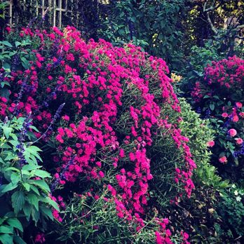 Garden Angels - a bush of pink flowers in a garden - Landscaping Near Me Garden Angels - a bush of pink flowers in a garden - Landscaping Near Me