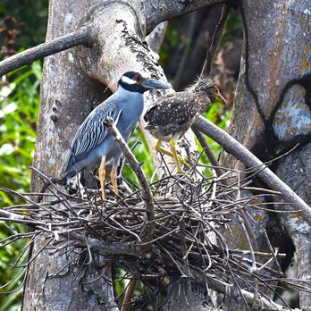 Royal Isabela - Wildlife abounds on our nature preserve. Ask the Concierge for binoculars to get a closer look at our diverse bird population. - Hotels Near Me - Isabela, Puerto Rico