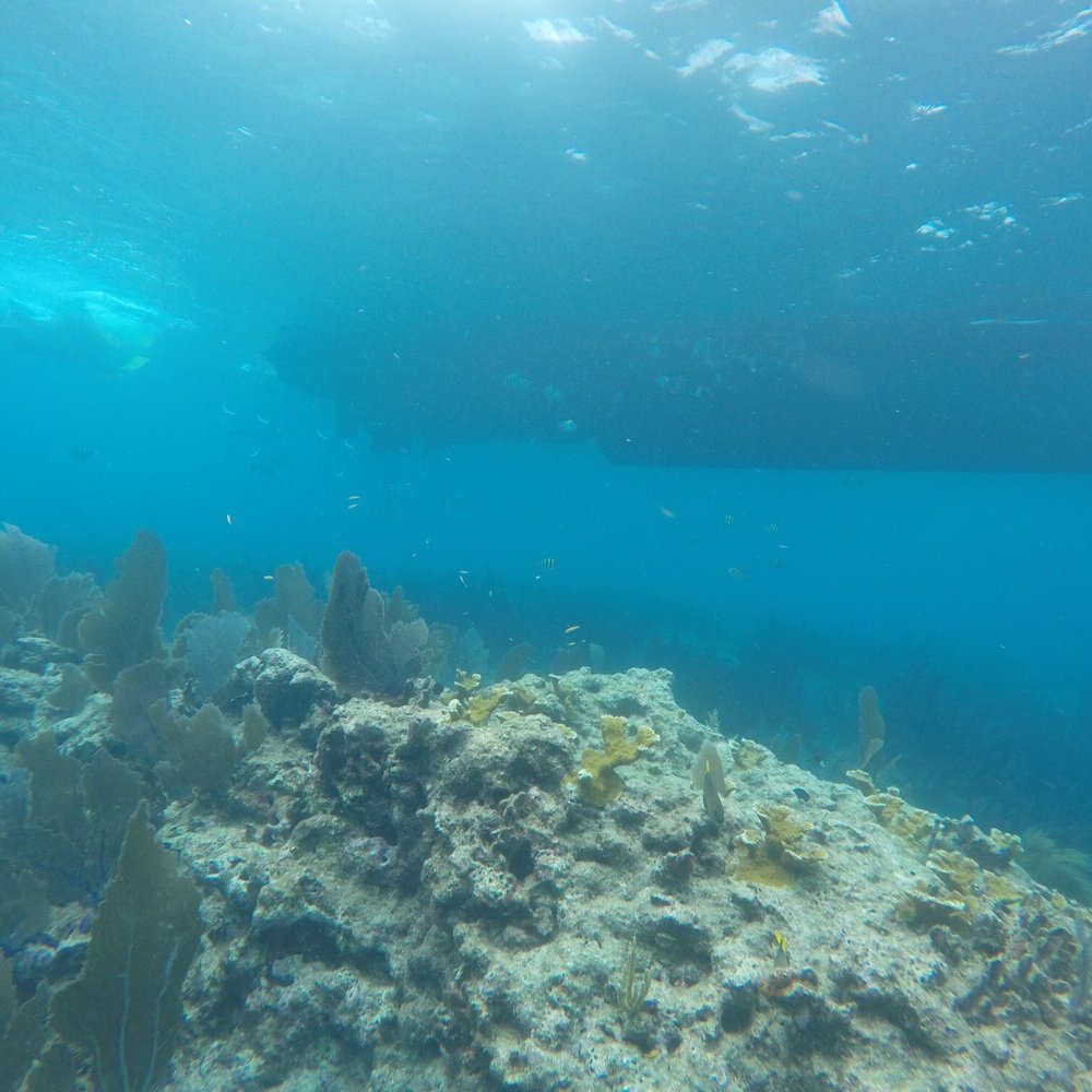 Rainbow Reef Dive Center - Scuba Diving Near Me - Key Largo, Florida Rainbow Reef Dive Center - Scuba Diving Near Me - Key Largo, Florida