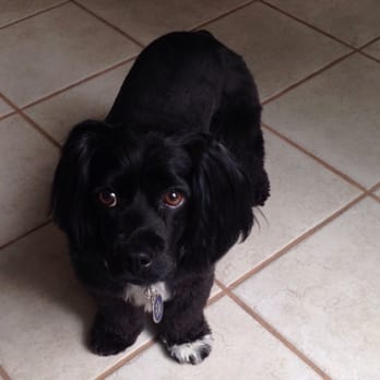 The Pawsh Dog - Katie with her happy hair cut! - Pet Groomers Near Me - Sacramento, California The Pawsh Dog - Katie with her happy hair cut! - Pet Groomers Near Me - Sacramento, California