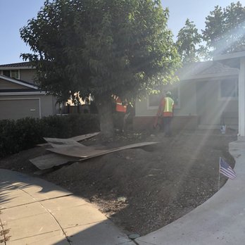 Stumpy's Tree Service - Preparing for removal - Tree Services Near Me - Livermore, California Stumpy's Tree Service - Preparing for removal - Tree Services Near Me - Livermore, California
