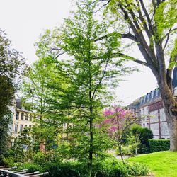 Square Marcel Halbout