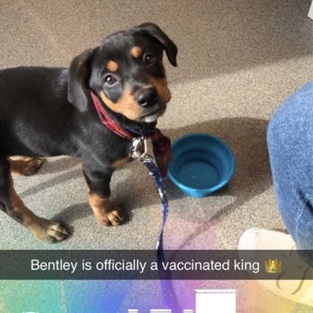 Broad Ripple Pet Wellness Clinic - Baby Bentley at his first vet visit - Veterinarians Near Me - Indianapolis, Indiana Broad Ripple Pet Wellness Clinic - Baby Bentley at his first vet visit - Veterinarians Near Me - Indianapolis, Indiana