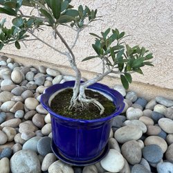 Akita Bonsai Nursery - Olive bonsai
