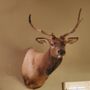 Grand Canyon Wildlife Taxidermy